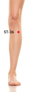 Stomach 36 Acupressure Point Location