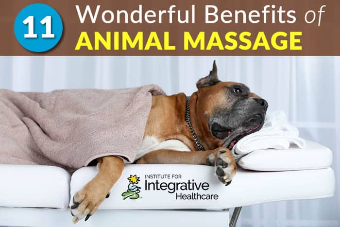 11 Wonderful Benefits of Animal Massage | Massage Professionals Update