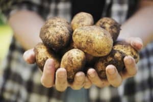 Polarity therapy indicates that potatoes are highly alkaline and draw out acid irritations with external application.