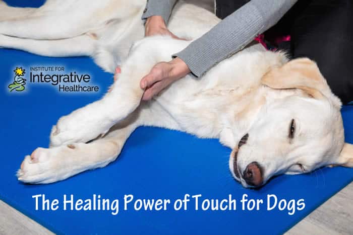 The Healing Power of Touch for Dogs