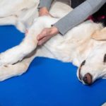 The Healing Power of Touch for Dogs