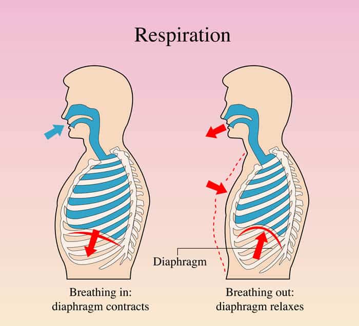 The diaphragm and breathwork.