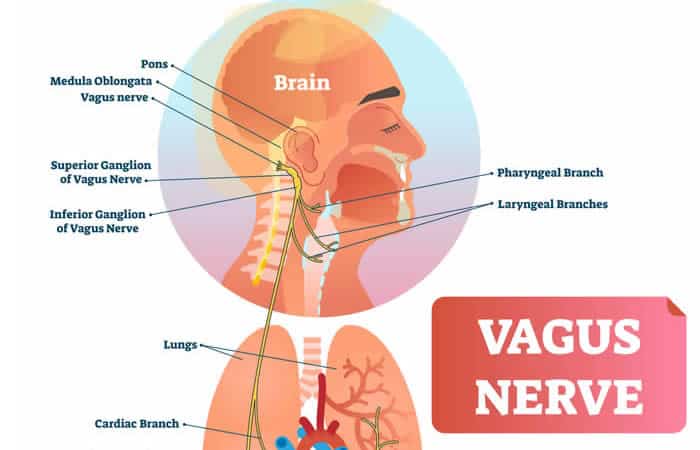 The vagus nerve and breathwork.