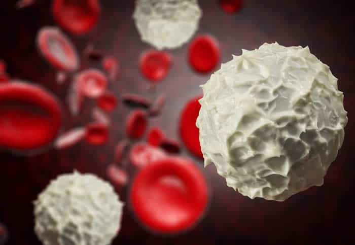 White blood cells improve immunity